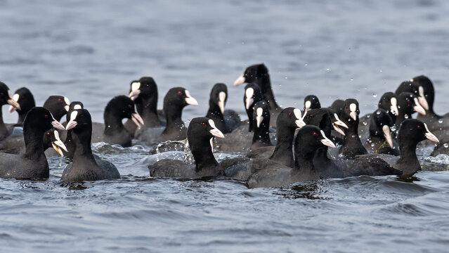 A group of Eurasian coot or Common Coot (Fulica atra) at Keoladeo National Park, Bharatpur, Rajasthan, India