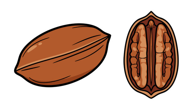 Whole Pecan and Halved Pecan Showing the Rich Brown Interior and Textured Shell Isolated on a Black Background Detailed Vector Illustration