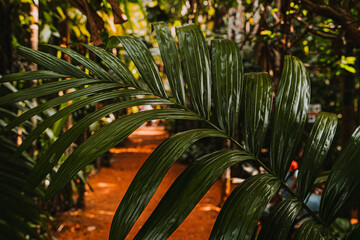 Obraz premium Red bridge surrounded by palm trees in tropical forest landscape. Scenic outdoor view with dramatic light.