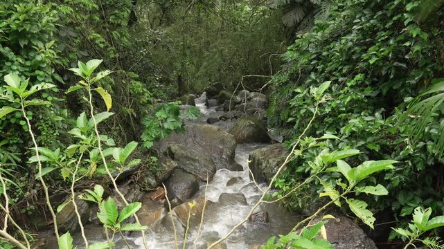 Tropical rainforest creek river in Salto de las Monjas Colombia nature