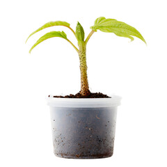 Bright Amorphophallus Seedling Thriving in Simple Plastic Container