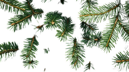 Obraz premium Close up view of vibrant green spruce tree branches with sharp needles on transparent background