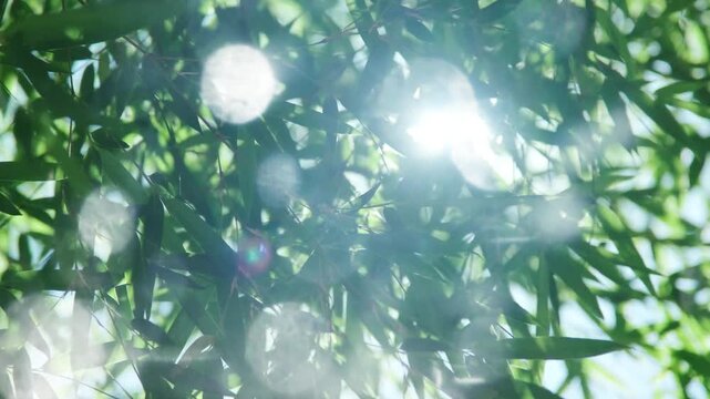 夏・初夏　風に揺れる太陽の光を浴びて木漏れ日を透かしキラキラ輝く竹林の竹笹の葉のスローモーション　美しい日本の庭園・自然の季節の背景　アウトドア・七夕・旅行・観光の風景 輝く丸ボケ