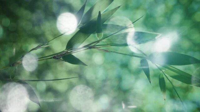 夏・初夏　風に揺れる太陽の光を浴びて木漏れ日を透かしキラキラ輝く竹林の竹笹の葉のスローモーション　美しい日本の庭園・自然の季節の背景　アウトドア・七夕・旅行・観光の風景 輝く丸ボケ