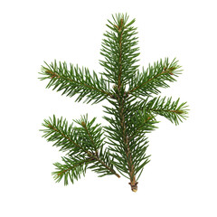 Ultra-detailed macro flat lay of a fresh emerald spruce branch and a layered soft fir sprig, covered in dewdrops, isolated on transparent high-key background, minimalist winter holiday concept