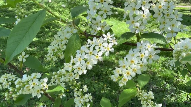 Spring blossom Prunus padus tree, Bird Cherry, Hagberry, Hackberry, Mayday tree