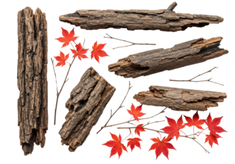 ultra-detailed macro flat lay of dark, cracked deadwood contrasting vibrant crimson autumn leaves, transparent background, professional soft light, concept of natural cycle and textural contrast