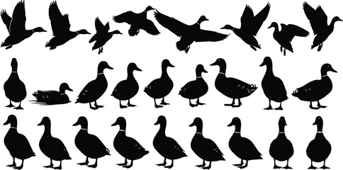 Duck silhouette vector set, flying ducks, walking ducks, swimming poses, bird shapes, black illustration, wildlife design, nature icon collection