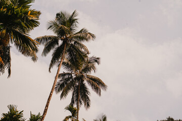 Palm tree crowns spreading above in a tropical forest. Dynamic jungle canopy scene symbolizing exotic climate and rainforest energy.