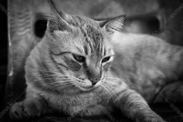 This black-and-white photo captures the moment when a cat looks at the world with a calmness that only curious creatures possess.