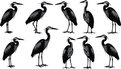 Heron silhouette vector set, elegant bird poses, long neck, feather detail, black illustration, wildlife design, nature icon, graceful anatomy © Munni