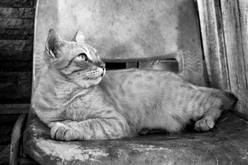 This black-and-white photo captures the moment when a cat looks at the world with a calmness that only curious creatures possess.