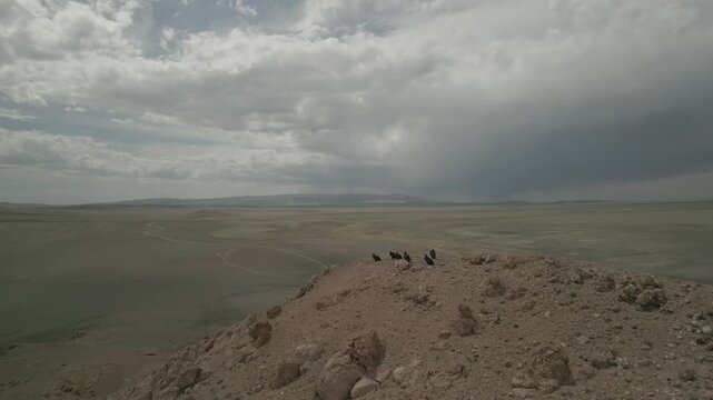  Drone meets a flock of wild black vultures on a Mongolian mountain. Raw, ungraded footage captures their takeoff and flight over the endless steppe, filmed at wing level.