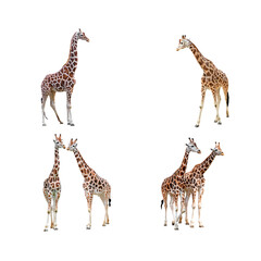 Obraz premium giraffe