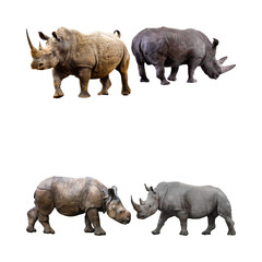 rhino isolated on white © Yeasir