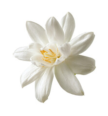white narcissus flower isolated on white background