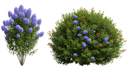 photorealistic cgi render of three perfectly manicured ornamental shrubs featuring emerald green leaves and vibrant azure, cardinal red, and sun yellow flowers, isolated on white. Concept of