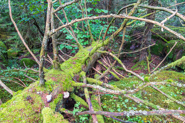 Fallen tree covered with green moss in an old growth forest