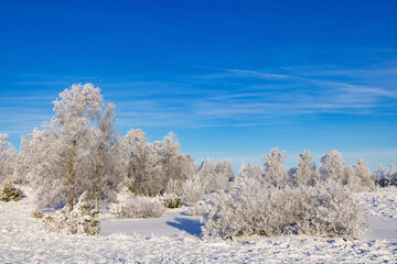 Frosty trees in a moor landscape a cold snowy winter day