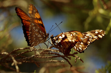 mariposas