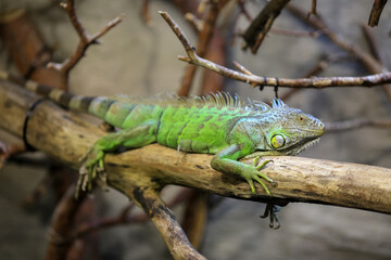 Green iguana  portrait