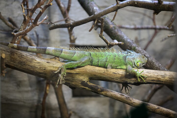 Green iguana  portrait