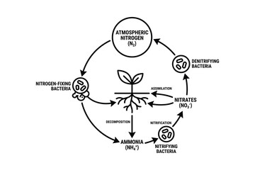 Nitrogen cycle diagram showing atmospheric nitrogen conversion by bacteria and plant assimilation