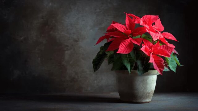 Bright red poinsettia in a simple pot stands out against a dark background, highlighting its vibrant foliage during winter
