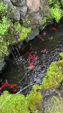 Traditional Korean koi pond with stone turtle water fountain &ndash; calming moss garden and colorful fish swimming in clear water
