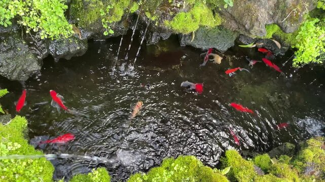 Traditional Korean koi pond with stone turtle water fountain &ndash; calming moss garden and colorful fish swimming in clear water
