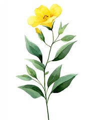 Watercolor yellow flower, green leaves, and delicate stem isolated