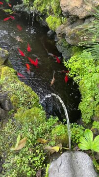 Traditional Korean koi pond with stone turtle water fountain &ndash; calming moss garden and colorful fish swimming in clear water
