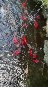 Traditional Korean koi pond with stone turtle water fountain &ndash; calming moss garden and colorful fish swimming in clear water
