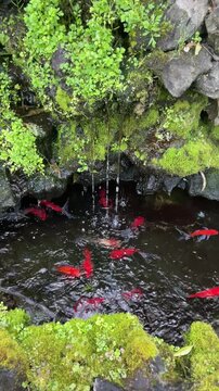 Traditional Korean koi pond with stone turtle water fountain &ndash; calming moss garden and colorful fish swimming in clear water
