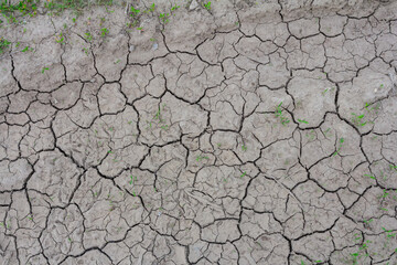 Dry cracked earth displaying signs of drought with patches of green vegetation peeking through in a rural landscape during summer