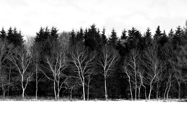 A row of birch trees at the edge of a winter forest © 多田 智