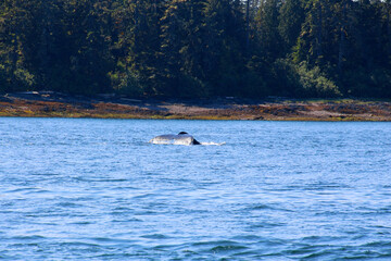 Fluke of a humpback whale in the Wrangell area of Alaska, Alaska 
