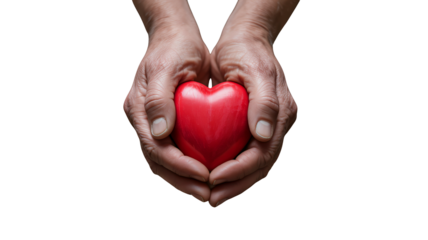 Caring hands cradle vibrant heart: symbol of love and compassion