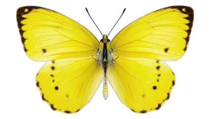 Yellow Butterfly with Black Spots on White Background