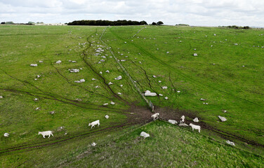 Naturally occurring Sarsen stones on Fyfield Down, Here between The Ridgeway and Valley of Stones. Probably source for Avebury and Stonehenge circles