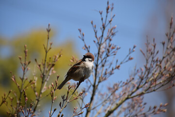 Spring walking ～ a sparrow perched on a branch of a mountain cherry tree that has just begun to bud (telephoto zoom shot) / 芽吹き始めた山桜の枝にとまる一羽のスズメ(望遠ズーム撮り)