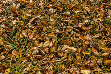 Colorful autumn leaves spread across grassy ground capturing the essence of the fall season in a serene outdoor setting at midday