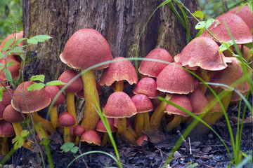 A family of inedible orange mushrooms growing near an old tree stump.