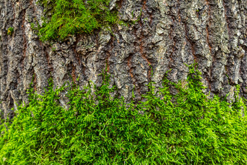 Moss growing on the rough bark of a tree in a forest during daylight showcasing the beauty of nature and the symbiotic relationship between plants