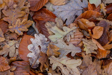 Colorful autumn leaves cover the forest floor creating a natural carpet in serene woodland surroundings during a chilly fall day