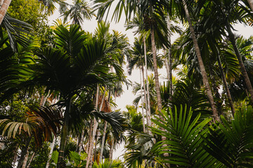 Lush tropical jungle vegetation from below Upward view of lush tropical jungle vegetation with palm leaves and tall trees creating a dramatic rainforest scene. © Silesia