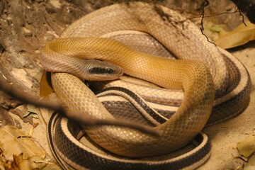 Captivating Coils: A close-up of beautifully patterned snakes intertwined in a mesmerizing, wild embrace.
