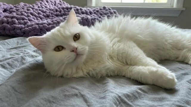 A fluffy white Persian cat relaxes on a gray bed near a purple blanket.