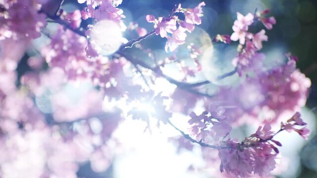 春　満開の桜と太陽の日差し　風に揺れるピンクの花と枝　キラキラ光る丸ボケと眩しい光のレンズフレア　花見・新年度・入学・日本・旅行の背景　美しい