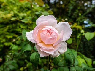 Pink rose flower in garden with green leaves, natural outdoor scene